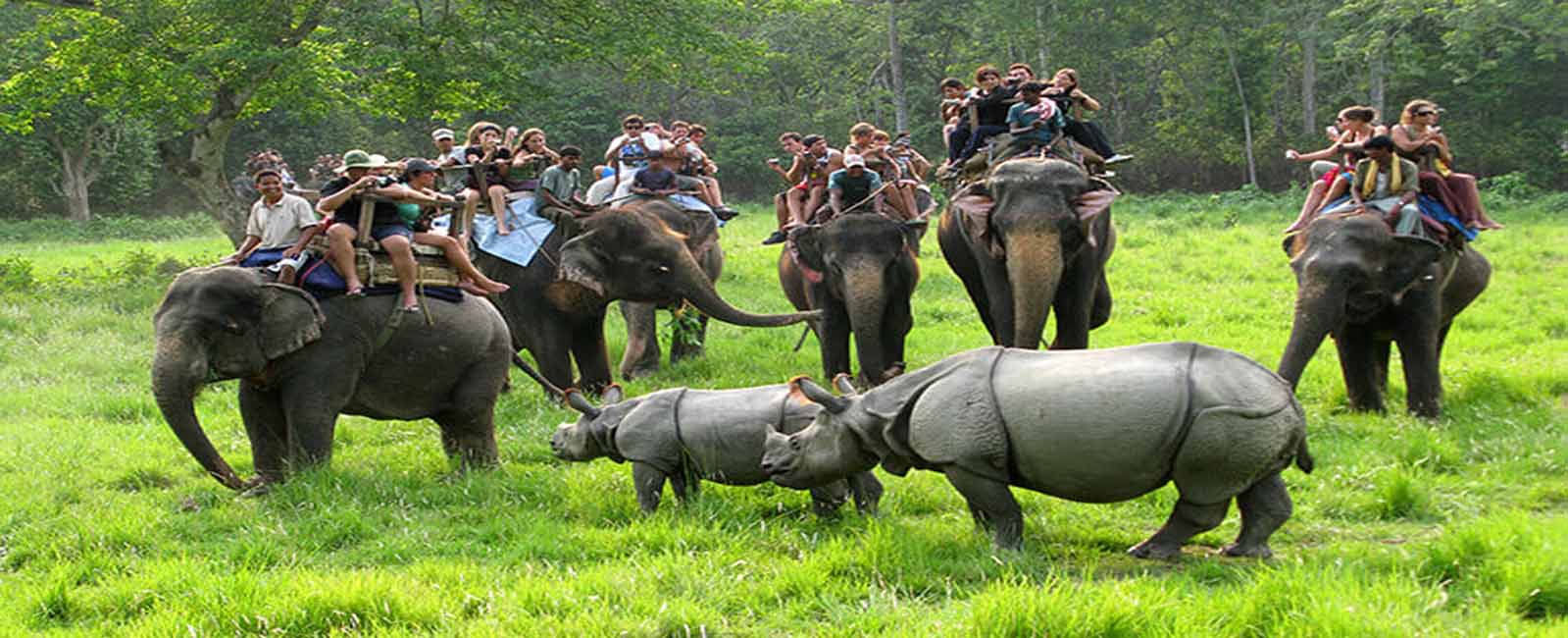 Chitwan JungleSafari 